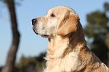 GOLDEN RETRIEVER 544